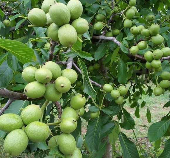 4%20YAŞ%20FERNOR%20CEVİZ%20FİDANI