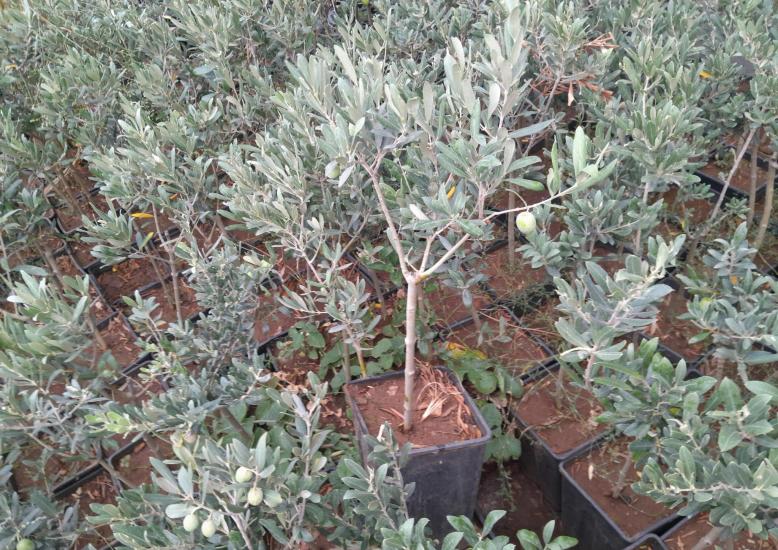 Gemlik zeytin fidanı
