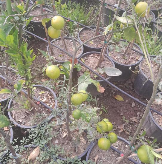 Mandalina fidanı