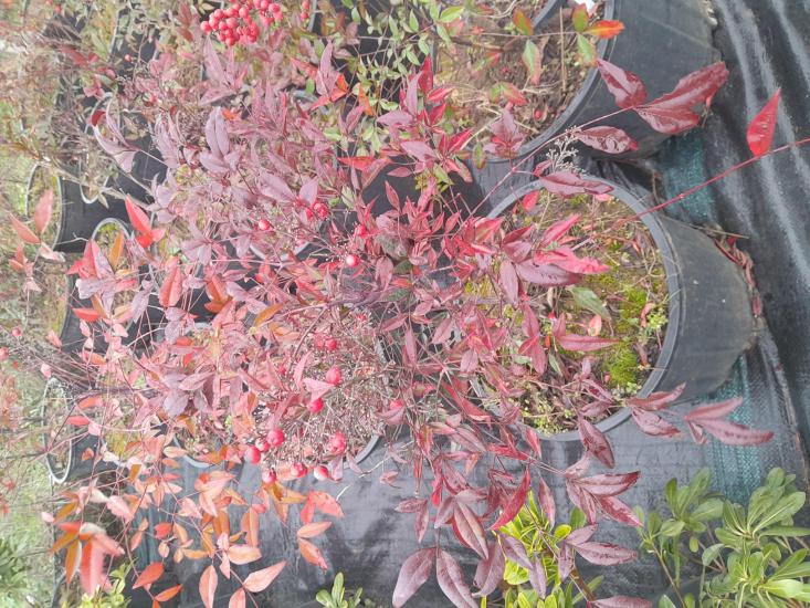 Nandina domestica
