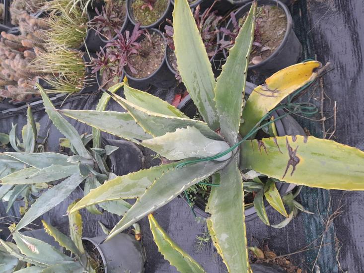 Agave
