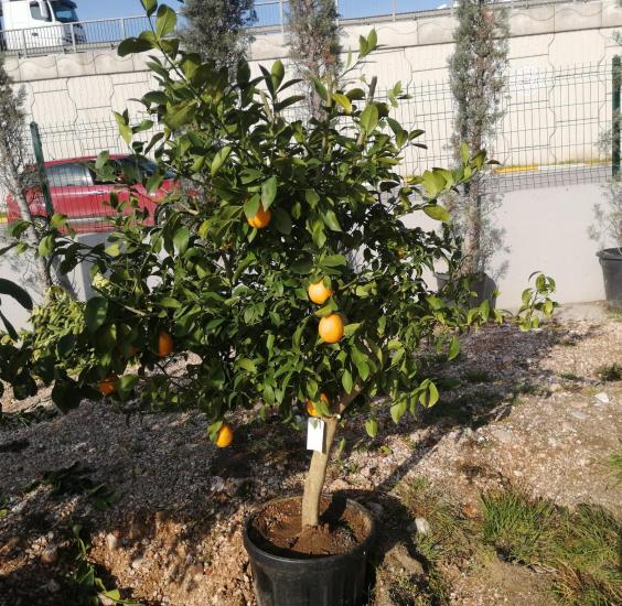 Yediveren limon ağacı
