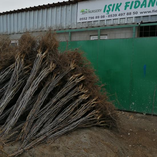 5 YAŞ FRANGUETTE CEVİZ FİDANI
