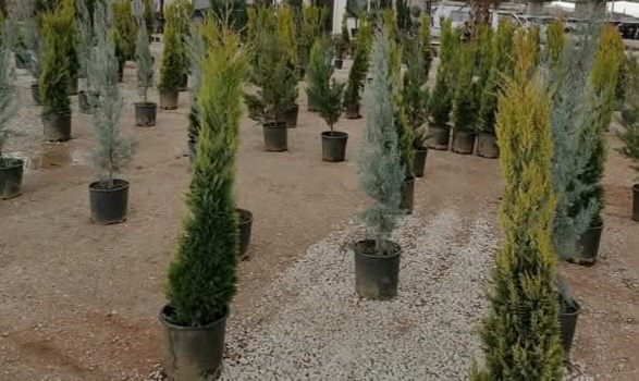SERVİ VE ÇAM AĞACI ÇEŞİTLERİ